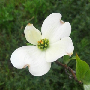 ハナミズキの花は苞の先端に丸みがある