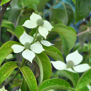 ホンコンエンシスの花