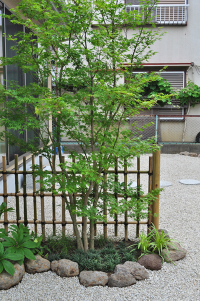 イロハモミジ 植木を選ぶ4視点 庭木におすすめな種類の特徴 植栽実例解説 千葉県 東京都の造園 植栽 庭施工 造園業専門店 新美園