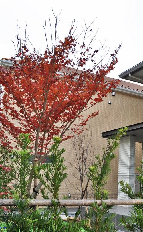 生垣の緑とイロハモミジの紅葉