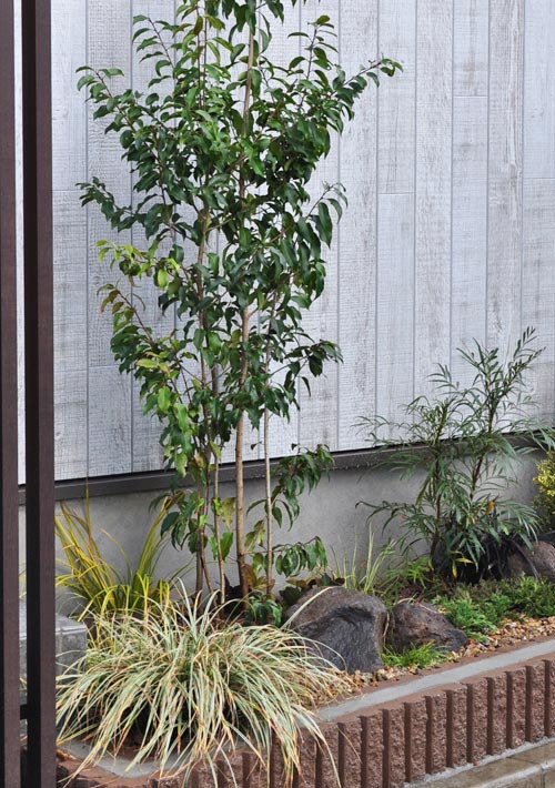 低木とは おしゃれな植栽方法と代表的種類のご紹介 お庭のデザイン 玄関や花壇への植栽 庭木選びのヒント集 千葉県 東京都の造園 植栽 庭施工 造園業専門店 新美園