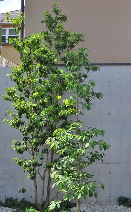 ソヨゴ 植木を選ぶ4視点 庭木におすすめな種類の特徴 植栽実例解説 千葉県 東京都の造園 植栽 庭施工 造園業専門店 新美園