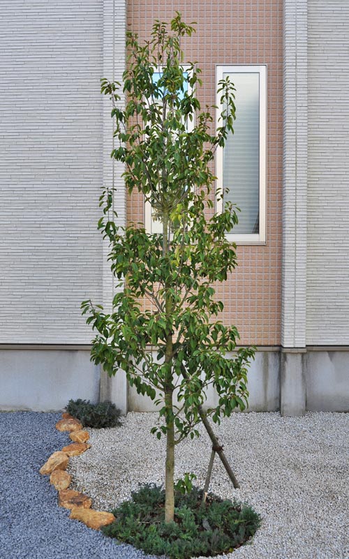 ソヨゴの特徴と赤い実の魅力 成長の緩やかなシンボルツリーや目隠しとして 千葉県 東京都の造園 植栽 庭施工 造園業専門店 新美園