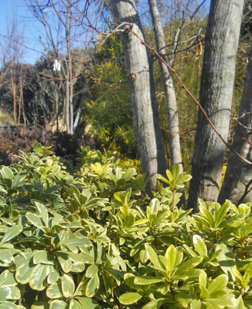 低木とは おしゃれな植栽方法と代表的種類のご紹介 お庭のデザイン 玄関や花壇への植栽 庭木選びのヒント集 千葉県 東京都の造園 植栽 庭施工 造園業専門店 新美園