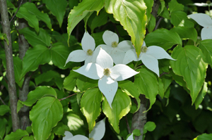 ヤマボウシの野趣ある花