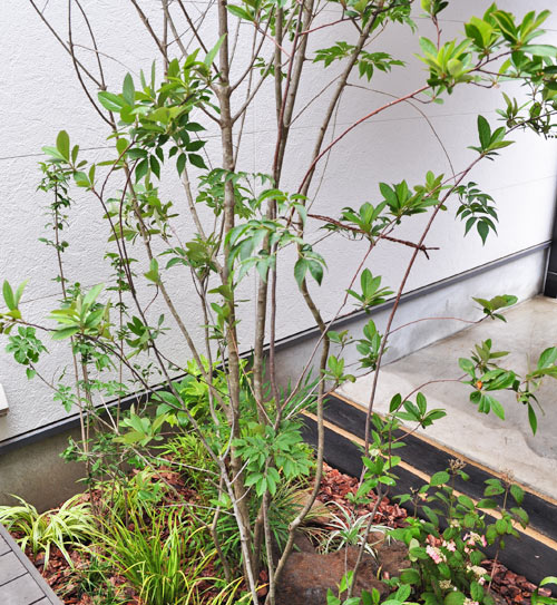 低木を自然に寄せ植えする例