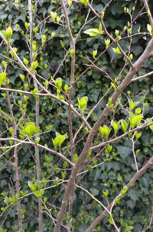 一斉に吹くエゴノキの新芽