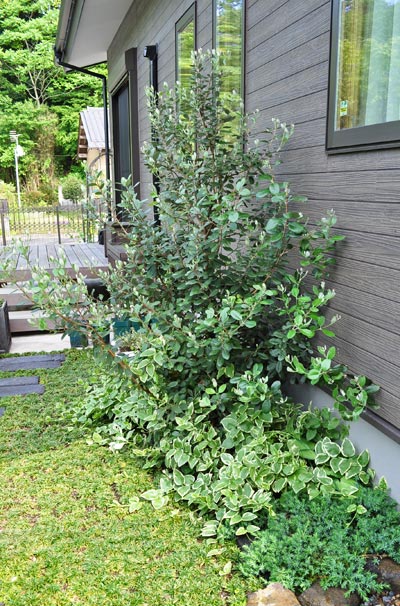 フェイジョア 花や果実も楽しめる洋風低木の魅力をご紹介 植木を選ぶ4視点 庭木におすすめな種類の特徴 植栽実例解説 千葉県 東京都の造園 植栽 庭施工 造園業専門店 新美園