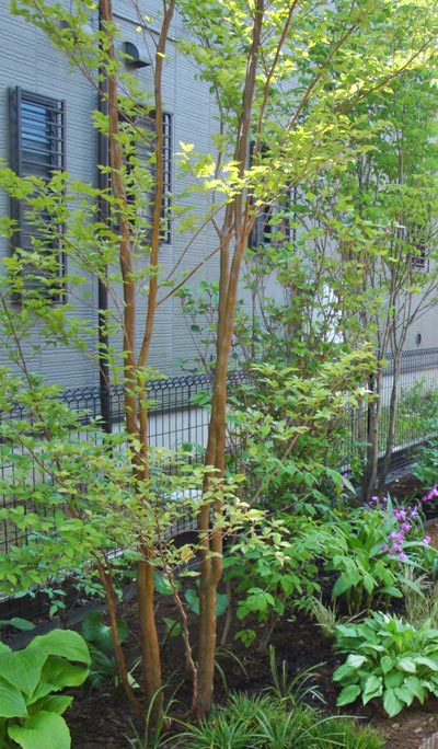 ヒメシャラ 植木を選ぶ4視点 庭木におすすめな種類の特徴 植栽実例解説 千葉県 東京都の造園 植栽 庭施工 造園業専門店 新美園