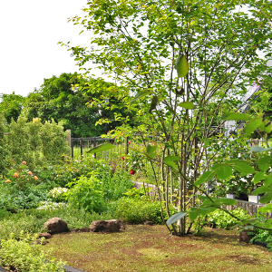 ジューンベリーの魅力と育て方 シンボルツリーとしての植栽実例もご紹介 千葉県 東京都の造園 植栽 庭施工 造園業専門店 新美園