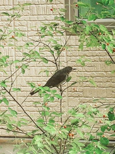 せっかくの実が鳥の食事に...