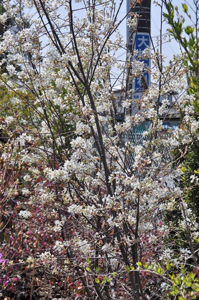 木全体に白花を付けるジューンベリー