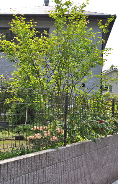 ジューンベリーの魅力と育て方 シンボルツリーとしての植栽実例もご紹介 千葉県 東京都の造園 植栽 庭施工 造園業専門店 新美園