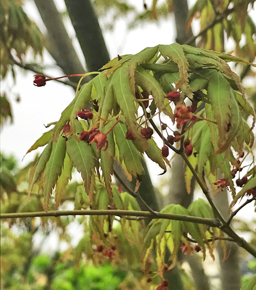 イロハモミジ 植木を選ぶ4視点 庭木におすすめな種類の特徴 植栽実例解説 千葉県 東京都の造園 植栽 庭施工 造園業専門店 新美園