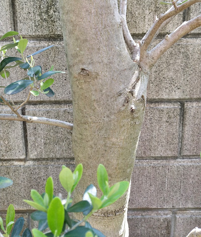 実も楽しいオリーブの木を解説 洋風シンボルツリーや鉢植えの植栽実例も 千葉県 東京都の造園 植栽 庭施工 造園業専門店 新美園