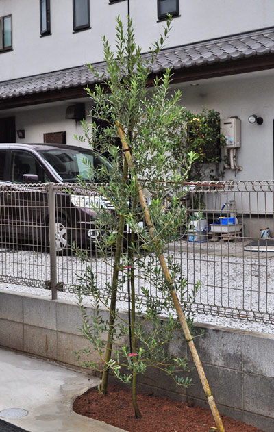 実も楽しいオリーブの木を解説-洋風シンボルツリーや鉢植えの植栽実例