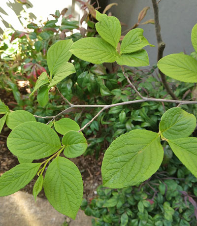 ヒメシャラ 植木を選ぶ4視点 庭木におすすめな種類の特徴 植栽実例解説 千葉県 東京都の造園 植栽 庭施工 造園業専門店 新美園