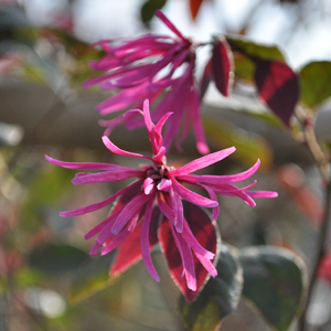 紅花トキワマンサクの花