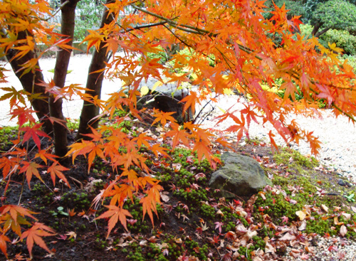 山紅葉　モミジ　イロハモミジ　山紅葉　イロハモミジ　苗木　雑木　枝物エコポット付