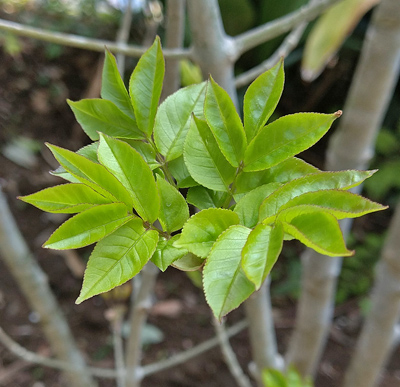 芽吹いたアオダモの新芽