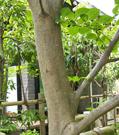 エゴノキの特徴と育て方 小花の魅力や庭木としての植栽実例も解説 千葉県 東京都の造園 植栽 庭施工 造園業専門店 新美園