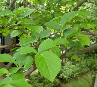 エゴノキの特徴と育て方 小花の魅力や庭木としての植栽実例も解説 千葉県 東京都の造園 植栽 庭施工 造園業専門店 新美園