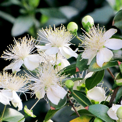 ギンバイカ マートル の花や芳香の魅力 シンボルツリーや目隠しとしての植栽実例も 千葉県 東京都の造園 植栽 庭施工 造園業専門店 新美園