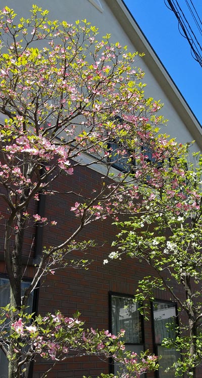 シンボルとして壁際への植栽もしやすいハナミズキ