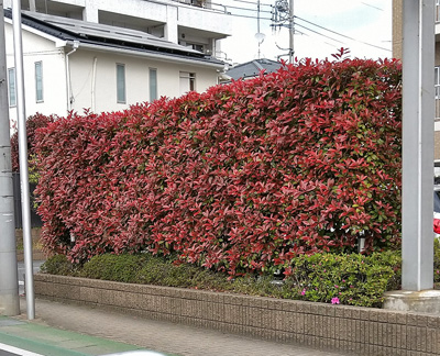 レッドロビンの生垣