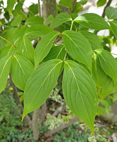 ヤマボウシ「ミルキーウェイ」の葉