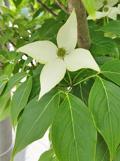 ヤマボウシ「ミルキーウェイ」の花