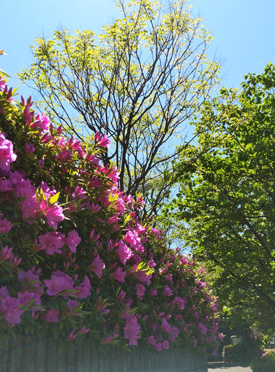 オオムラツツジの生垣：開花期4～5月