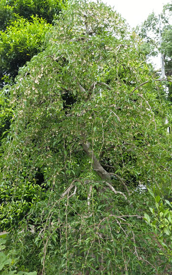 《現品》シダレエゴノキ　白花　樹高1.6ｍ（根鉢含まず）06【庭木/苗木/植木】