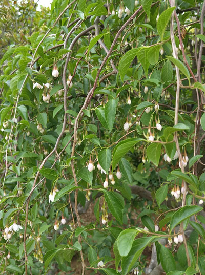 シダレエゴノキの花