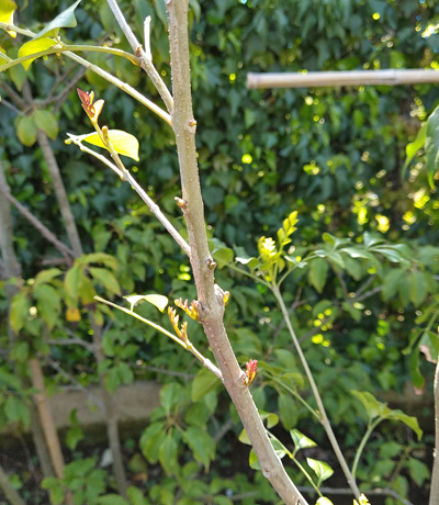 シマトネリコ 植木を選ぶ4視点 庭木におすすめな種類の特徴 植栽実例解説 千葉県 東京都の造園 植栽 庭施工 造園業専門店 新美園