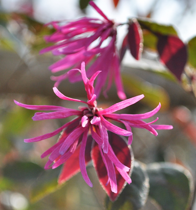 トキワマンサクの紅花