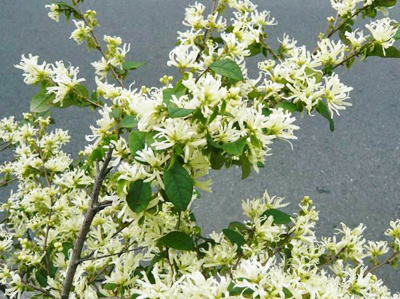 白花トキワマンサクの花