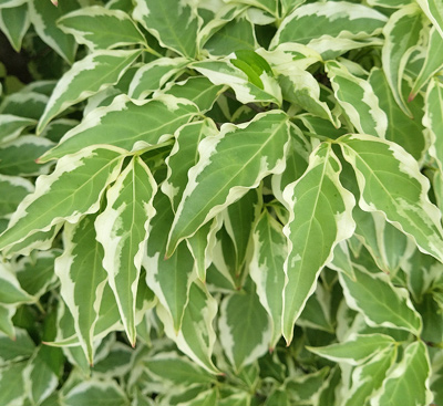 斑入りヤマボウシ：ウルフアイの葉