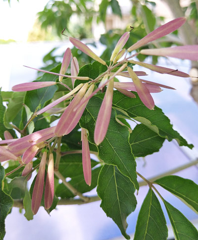 アオダモ 植木を選ぶ4視点 庭木におすすめな種類の特徴 植栽実例解説 千葉県 東京都の造園 植栽 庭施工 造園業専門店 新美園