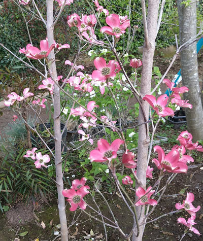 ハナミズキの特徴と育て方 花の魅力 シンボルツリーとしての植栽実例も 千葉県 東京都の造園 植栽 庭施工 造園業専門店 新美園