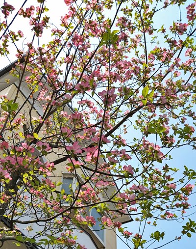 花木として名高いハナミズキの魅力と特徴 スリム樹形を活かした植栽で 美しい花と紅葉を楽しもう 千葉県 東京都の造園 植栽 庭施工 造園業専門店 新美園