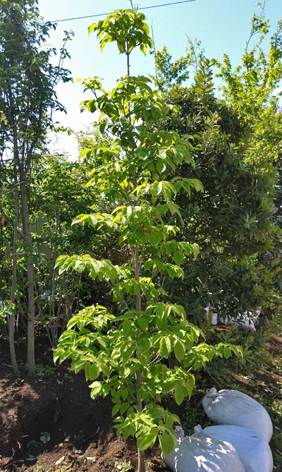 ハナミズキの特徴と育て方 花の魅力 シンボルツリーとしての植栽実例も 千葉県 東京都の造園 植栽 庭施工 造園業専門店 新美園