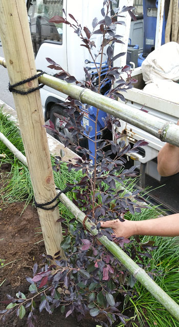 生垣用として生産された植木