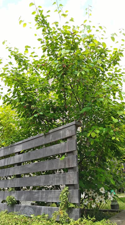 ジューンベリーの魅力と育て方 シンボルツリーとしての植栽実例もご紹介 千葉県 東京都の造園 植栽 庭施工 造園業専門店 新美園