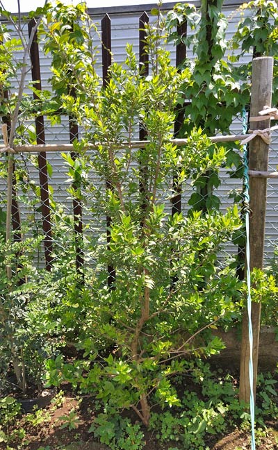 ギンバイカ マートル の花や芳香の魅力 シンボルツリーや目隠しとしての植栽実例も 千葉県 東京都の造園 植栽 庭施工 造園業専門店 新美園