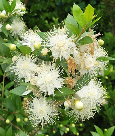 ギンバイカ マートル の花や芳香の魅力 シンボルツリーや目隠しとしての植栽実例も 千葉県 東京都の造園 植栽 庭施工 造園業専門店 新美園