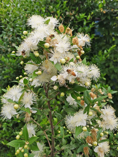 ギンバイカ マートル の花や芳香の魅力 シンボルツリーや目隠しとしての植栽実例も 千葉県 東京都の造園 植栽 庭施工 造園業専門店 新美園