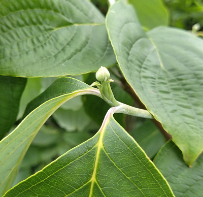 ハナミズキの花芽