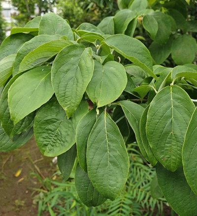 ハナミズキの葉