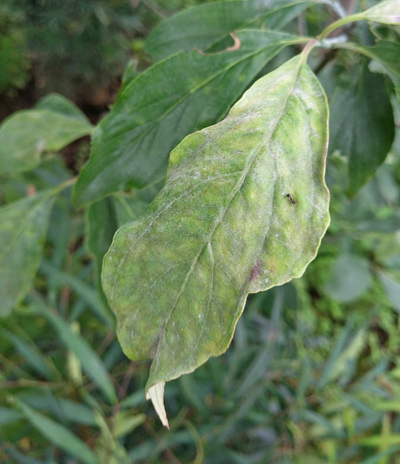 ハナミズキ 植木を選ぶ4視点 庭木におすすめな種類の特徴 植栽実例解説 千葉県 東京都の造園 植栽 庭施工 造園業専門店 新美園